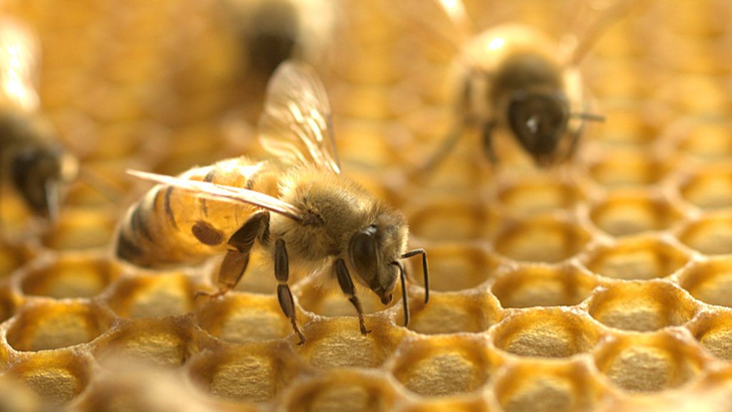 HONEY COMB Bee Healthy!